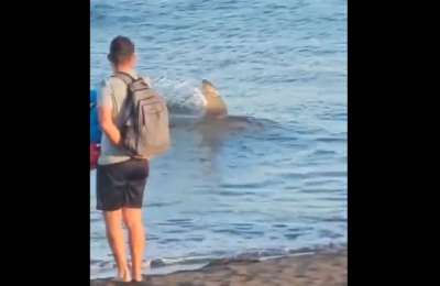 VIDEO: Beach closed due to a ‘large’ shark near the shore in the Canary Islands