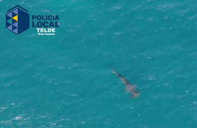 VIDEO: Melenara Beach reopened then closed again as shark returns to the shore
