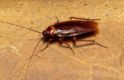 Experts warn of a surge in cockroach infestations this summer