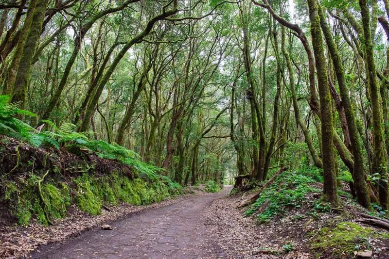 Marichal Forest trail to Garajonay National Park